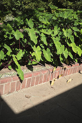 BUMMY SBSA 20220118 279