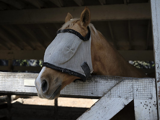 BUMMY SBSA 20220118 242