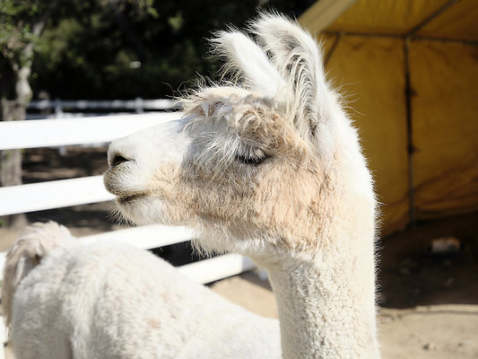 BUMMY SBSA 20220118 253