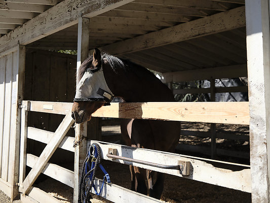 BUMMY SBSA 20220118 244