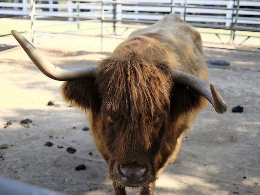 BUMMY SBSA 20220118 247