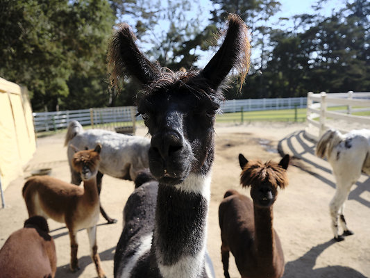 BUMMY SBSA 20220118 252