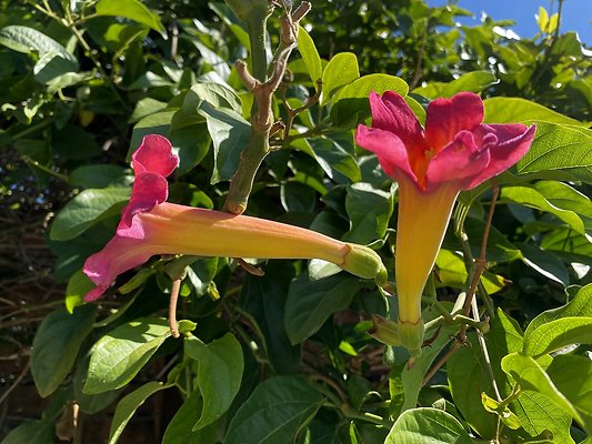 BELLA VISTA Lutah Maria Riggs-017 BELLA VISTA Lutah Maria Riggs-017