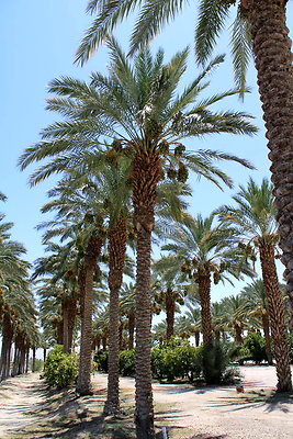 ShieldsTrees2-683x1024