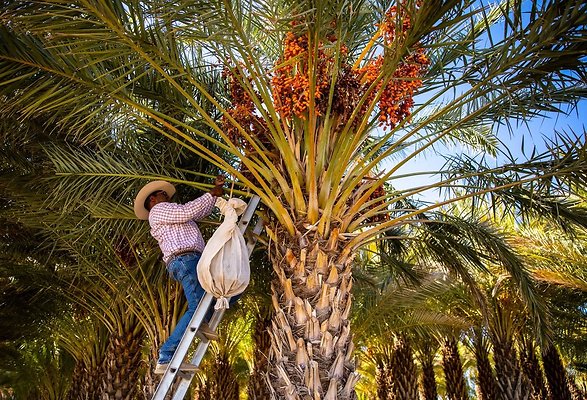 75819094007-20241019-sam-cobb-farms-003